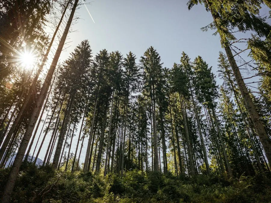EU environmental policies infographic